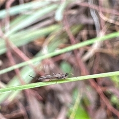 Idolothrips spectrum at Aranda, ACT - 19 Oct 2024 11:23 AM