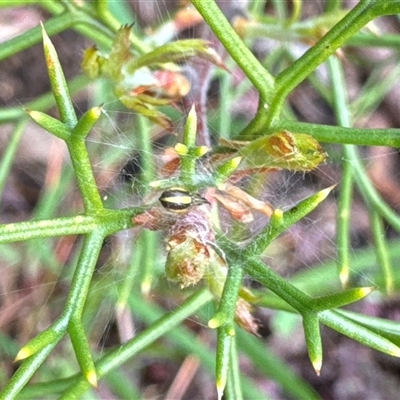Unverified Other hunting spider - 1 Jan 1900 by Jubeyjubes