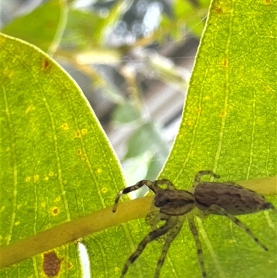 Helpis sp. (genus) (Unidentified Bronze Jumping Spider) at Aranda, ACT - 19 Oct 2024 by Jubeyjubes