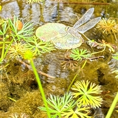 Anax papuensis (Australian Emperor) at Aranda, ACT - 19 Oct 2024 by Jubeyjubes