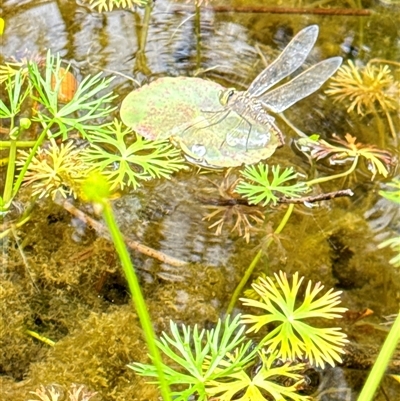 Anax papuensis (Australian Emperor) at Aranda, ACT - 19 Oct 2024 by Jubeyjubes