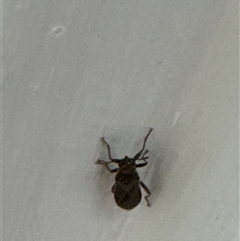 Unverified Other true bug at Aranda, ACT - 19 Oct 2024 by Jubeyjubes