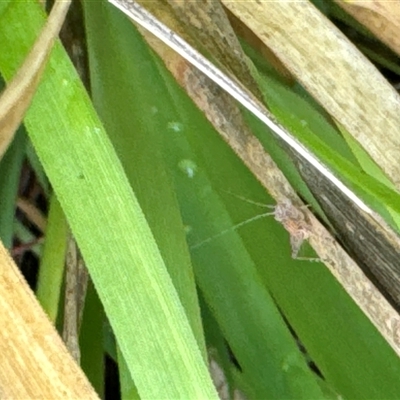 Unidentified Grasshopper (several families) at Aranda, ACT - 18 Oct 2024 by Jubeyjubes