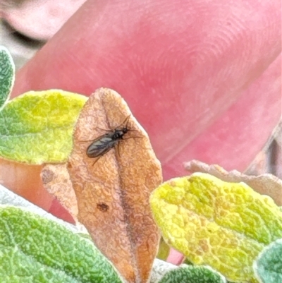 Sciaroidea sp. (Superfamily) (A fungus gnat or gall midge) at Aranda, ACT - 18 Oct 2024 by Jubeyjubes