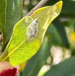 Lepidoptera unclassified IMMATURE moth at Aranda, ACT - 19 Oct 2024