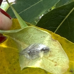 Lepidoptera unclassified IMMATURE at Aranda, ACT - 19 Oct 2024