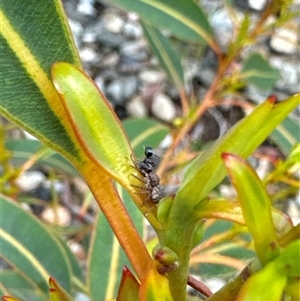 Cymbacha sp (genus) at Aranda, ACT - 19 Oct 2024