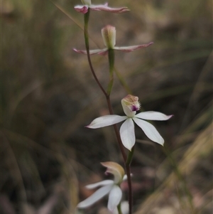 Caladenia moschata at Captains Flat, NSW - suppressed