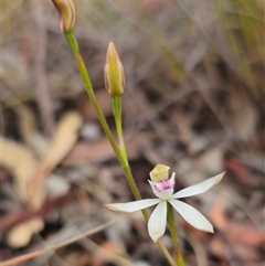 Caladenia moschata at Captains Flat, NSW - suppressed