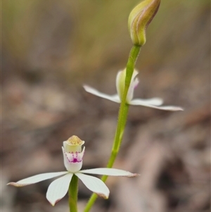 Caladenia moschata at Captains Flat, NSW - suppressed