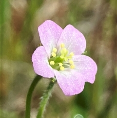 Geranium sp. Narrow lobes (G.S.Lorimer 1771) Vic. Herbarium at Hall, ACT - 19 Oct 2024 by strigo