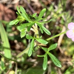 Geranium sp. Narrow lobes (G.S.Lorimer 1771) Vic. Herbarium at Hall, ACT - 19 Oct 2024 11:04 AM