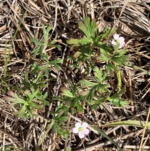 Geranium sp. Narrow lobes (G.S.Lorimer 1771) Vic. Herbarium at Hall, ACT - 19 Oct 2024 11:04 AM