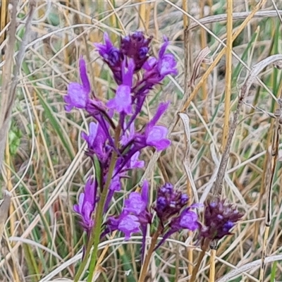 Linaria pelisseriana (Pelisser's Toadflax) at Fadden, ACT - 19 Oct 2024 by Mike