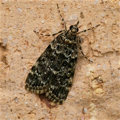 Scoparia objurgalis (A Crambid moth (Scopariini)) at Harrison, ACT - 16 Oct 2024 by DPRees125