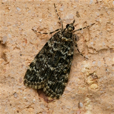 Scoparia objurgalis (A Crambid moth (Scopariini)) at Harrison, ACT - 16 Oct 2024 by DPRees125