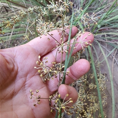 Unidentified Other Wildflower or Herb at Lanitza, NSW - 19 Oct 2024 by MountKremnos