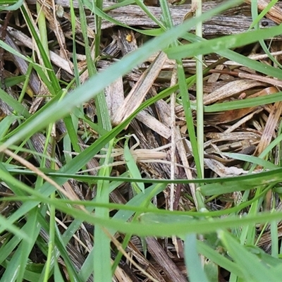 Thasyraea lepida (Prowling spider) at Lyons, ACT - 19 Oct 2024 by ran452