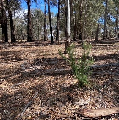 Cassinia aculeata subsp. aculeata (Dolly Bush, Common Cassinia, Dogwood) at Lyneham, ACT - 19 Oct 2024 by CrimePaysbutConservationDoesnt