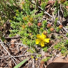 Unidentified Other Wildflower or Herb at Lanitza, NSW - 19 Oct 2024 by MountKremnos