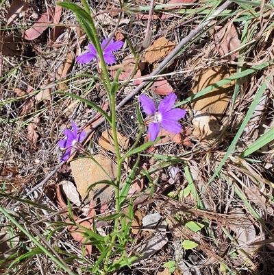 Unidentified Other Wildflower or Herb at Lanitza, NSW - 19 Oct 2024 by MountKremnos