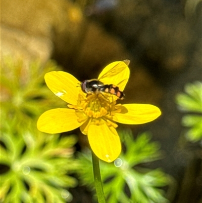 Melangyna viridiceps (Hover fly) at Aranda, ACT - 19 Oct 2024 by Jubeyjubes