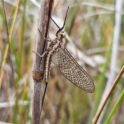 Ephemeroptera (order) (Unidentified Mayfly) at Bombay, NSW - 18 Oct 2024 by MatthewFrawley