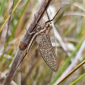 Ephemeroptera (order) at Bombay, NSW - 19 Oct 2024