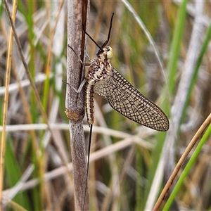 Ephemeroptera (order) at Bombay, NSW - 19 Oct 2024