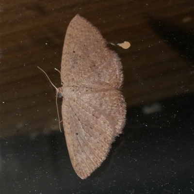 Poecilasthena anthodes (Orange-grounded Delicate) at Freshwater Creek, VIC - 18 Jan 2021 by WendyEM