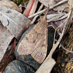 Uresiphita ornithopteralis (Tree Lucerne Moth) at Bombay, NSW - 18 Oct 2024 by MatthewFrawley