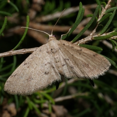 Poecilasthena scoliota (A Geometer moth (Larentiinae)) at Freshwater Creek, VIC - 18 Jan 2021 by WendyEM