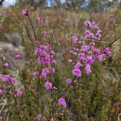 Kunzea parvifolia (Violet Kunzea) at Bombay, NSW - 18 Oct 2024 by MatthewFrawley