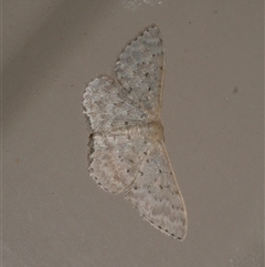 Idaea philocosma (Flecked Wave) at Freshwater Creek, VIC - 17 Jan 2021 by WendyEM