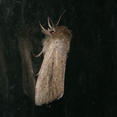 Leucania diatrecta (A Noctuid moth) at Freshwater Creek, VIC - 20 Jan 2021 by WendyEM