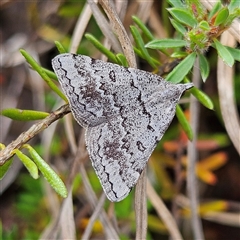 Dichromodes indicataria (Variable Heath Moth) at Bombay, NSW - 18 Oct 2024 by MatthewFrawley