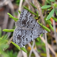 Dichromodes indicataria at Bombay, NSW - 19 Oct 2024 10:54 AM