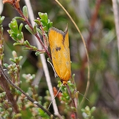 Endeolena (genus) (Wingia Group) at Bombay, NSW - 18 Oct 2024 by MatthewFrawley