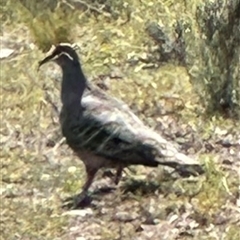 Phaps chalcoptera at Bungendore, NSW - suppressed