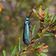 Pollanisus (genus) at Bombay, NSW - 19 Oct 2024