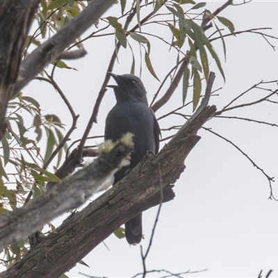 Edolisoma tenuirostre (Common Cicadabird) at Paddys River, ACT - 18 Oct 2024 by rawshorty