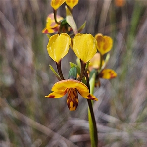 Diuris semilunulata at Bombay, NSW - 19 Oct 2024