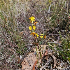 Diuris semilunulata at Bombay, NSW - suppressed