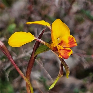 Diuris semilunulata at Bombay, NSW - 19 Oct 2024