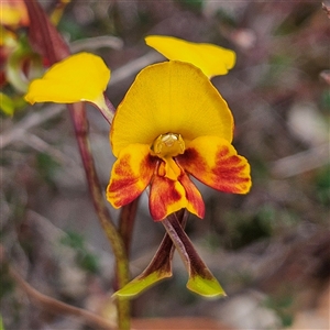 Diuris semilunulata at Bombay, NSW - 19 Oct 2024