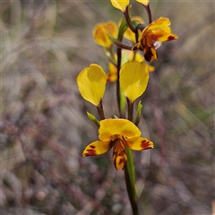 Diuris semilunulata at Bombay, NSW - 19 Oct 2024