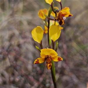 Diuris semilunulata at Bombay, NSW - suppressed