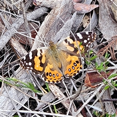 Vanessa kershawi (Australian Painted Lady) at Bombay, NSW - 19 Oct 2024 by MatthewFrawley