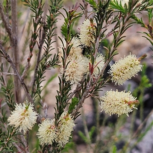 Melaleuca parvistaminea at Bombay, NSW - 19 Oct 2024 11:19 AM