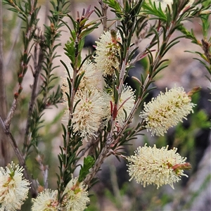 Melaleuca parvistaminea at Bombay, NSW - 19 Oct 2024 11:19 AM